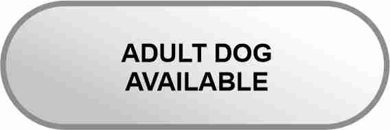 ADULT DOG AVAILABLE
